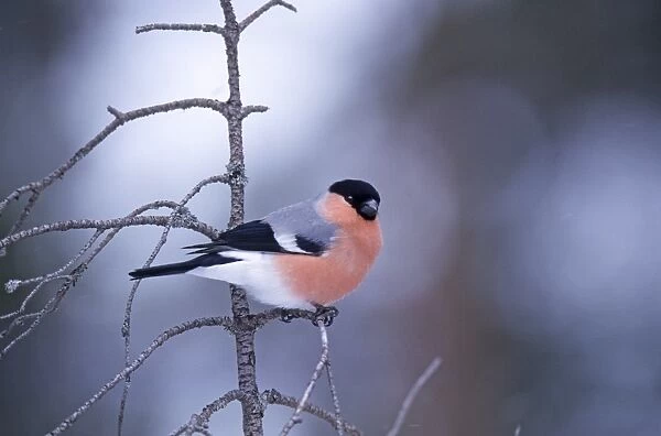 Bullfinch male in winter Scotland
