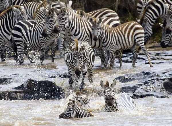 Burchells Zebra crossing Mara River Masai Mara Kenya