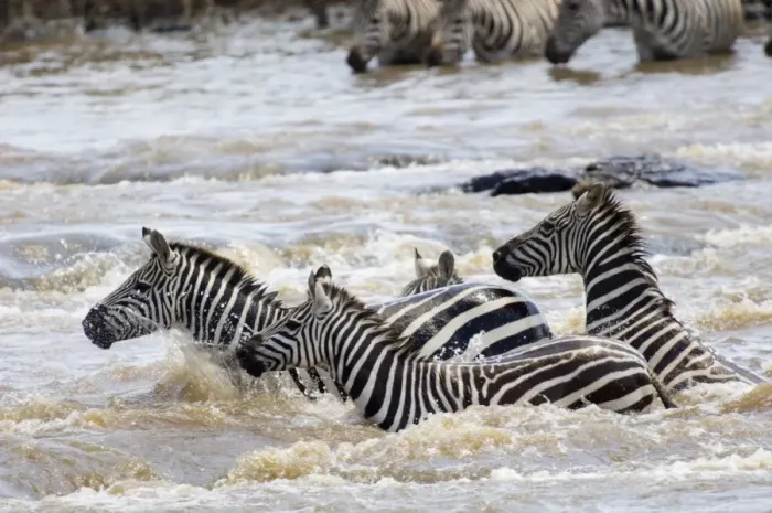 Framed Print : Burchells Zebra crossing Mara River Masai Mara Kenya Framed Print : Burchells Zebra crossing Mara River Masai Mara Kenya