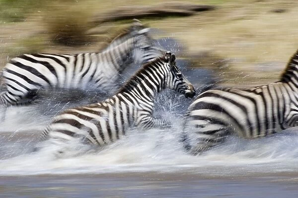 Burchells Zebra crossing the Mara river during the migration Masai Mara Kenya July