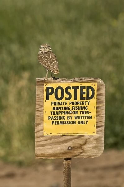 Burrowing Owl Athene cunicularia Salton Sea California USA April