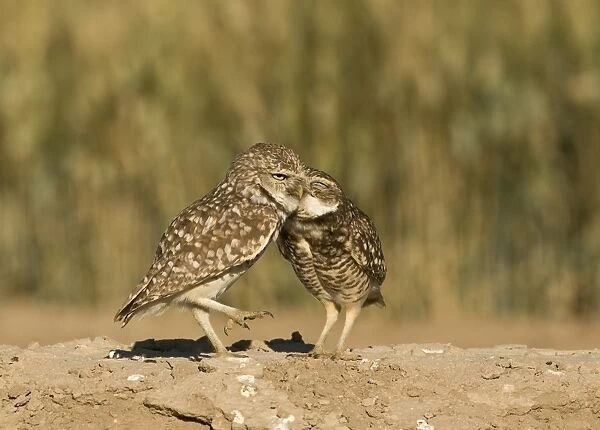 Burrowing Owls Athene cunicularia pair preening Salton Sea California USA April