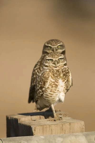 Burrowing Owls Athene cunicularia Salton Sea California USA April