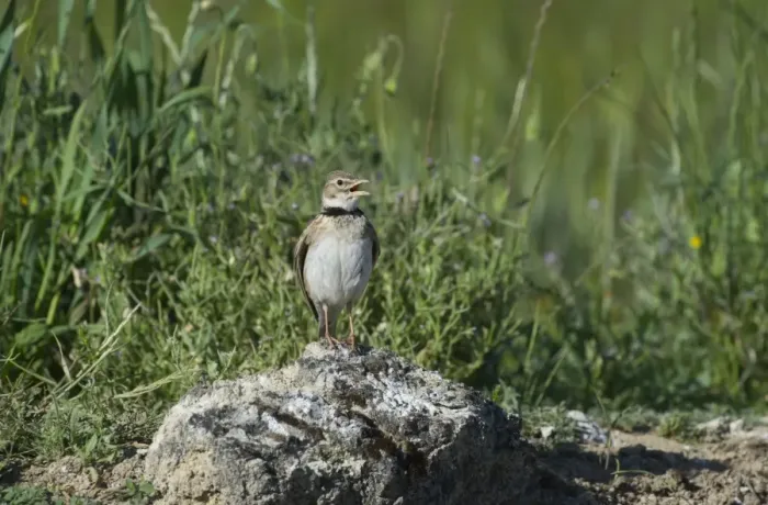 Framed Print : Calandra Lark Melanocorypha calandra Spain spring Framed Print : Calandra Lark Melanocorypha calandra Spain spring