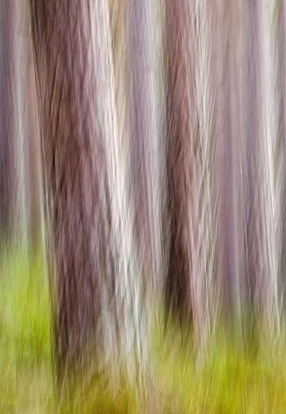 Caledonian Pine Forest Abernethy RSPB Reserve Scotland