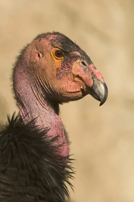 Framed Print : California Condor Gymnogyps californianus (wild) Arizona Framed Print : California Condor Gymnogyps californianus (wild) Arizona