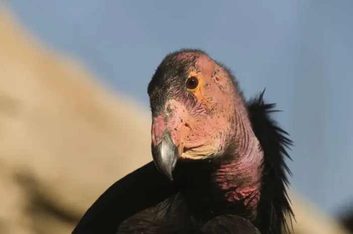 Framed Print : California Condor Gymnogyps californianus (wild) Arizona Framed Print : California Condor Gymnogyps californianus (wild) Arizona