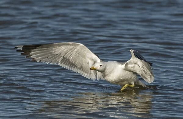 California Gull Larus californicus adult in breeding plumage Salton Sea California