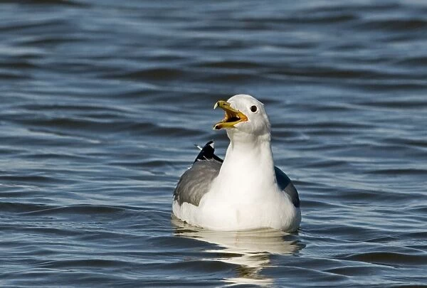 California Gull Larus californicus adult in breeding plumage Salton Sea California
