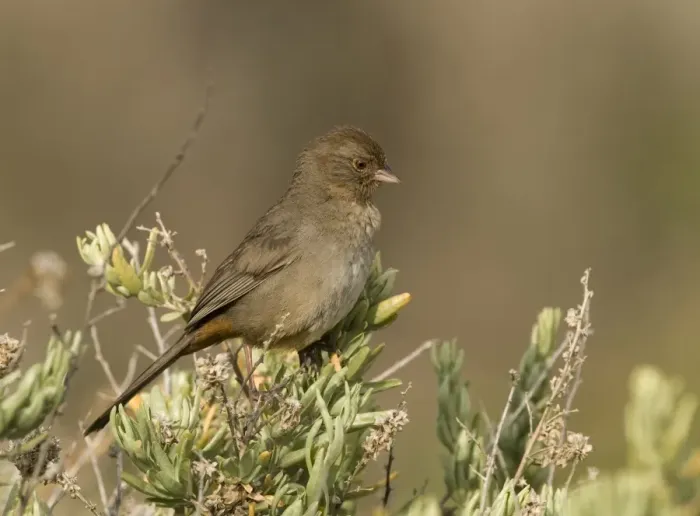 Framed Print : California Towhee Pipilo crissalis Bolsa Chica California USA Framed Print : California Towhee Pipilo crissalis Bolsa Chica California USA