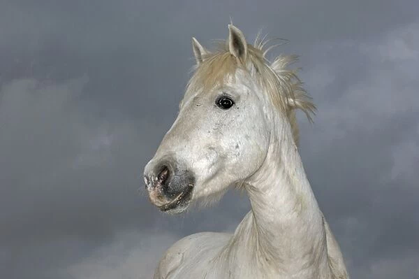Camargue White Horses stallions Camargue France