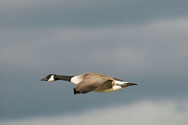 Canada Goose Branta canadensis Slimbridge Glos UK winter