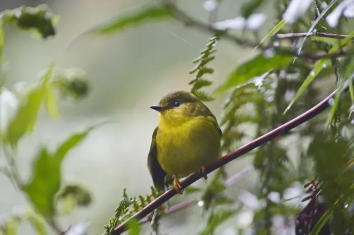 Framed Print : Canary Flycatcher Microeca papuana Western Highlands Papua New Guinea Framed Print : Canary Flycatcher Microeca papuana Western Highlands Papua New Guinea