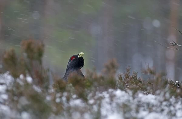 Capercaile Tetrao urogallus male in winter Highlands Scotland February