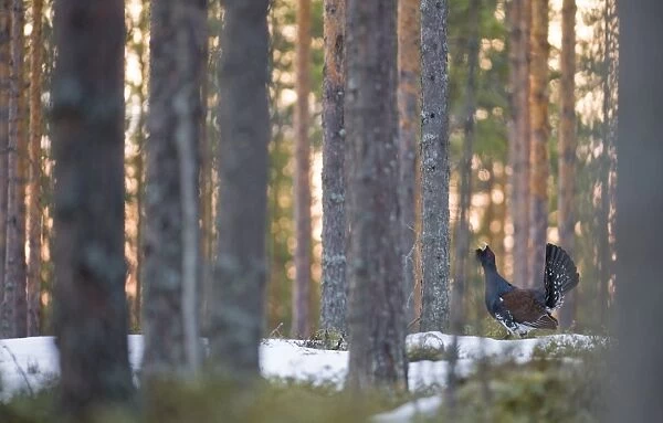 Capercailie Tetrao urogallus displaying at lek in forest at dawn Finland April