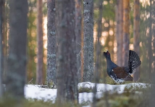Capercailie Tetrao urogallus displaying at lek in forest at dawn Finland April