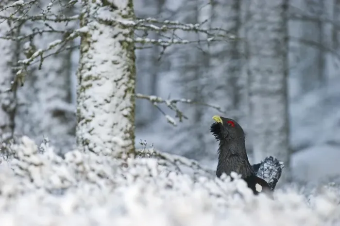 Framed Print : Capercailie Tetrao urogallus male in winter Highlands Scotland February Framed Print : Capercailie Tetrao urogallus male in winter Highlands Scotland February