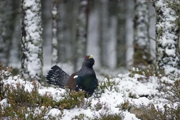 Framed Print : Capercailie Tetrao urogallus male in winter Highlands Scotland February Framed Print : Capercailie Tetrao urogallus male in winter Highlands Scotland February