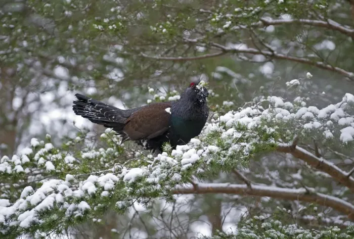 Framed Print : Capercailie Tetrao urogallus male in winter Highlands Scotland February Framed Print : Capercailie Tetrao urogallus male in winter Highlands Scotland February