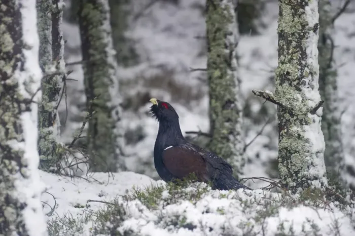 Framed Print : Capercailie Tetrao urogallus male in winter Highlands Scotland February