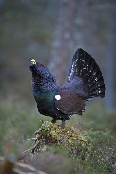 Capercailie Tetrao urogallus rogue male displaying Highlands Scotland February