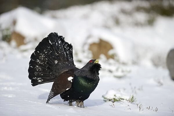 Capercailie Tetrao urogallus rogue male displaying Highlands Scotland February