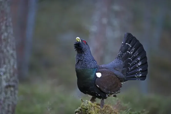 Framed Print : Capercailie Tetrao urogallus rogue male displaying Highlands Scotland February Framed Print : Capercailie Tetrao urogallus rogue male displaying Highlands Scotland February