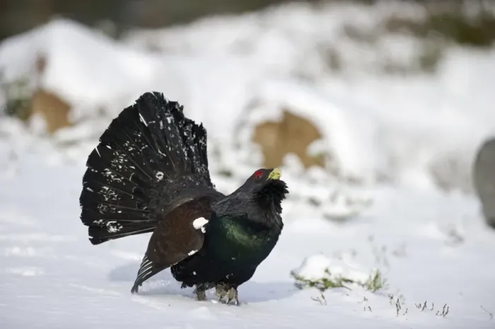 Framed Print : Capercailie Tetrao urogallus rogue male displaying Highlands Scotland February Framed Print : Capercailie Tetrao urogallus rogue male displaying Highlands Scotland February