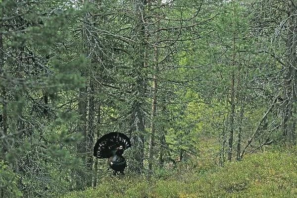 Capercaillie Tetrao urogallus male displaying in pine forest Scotland April