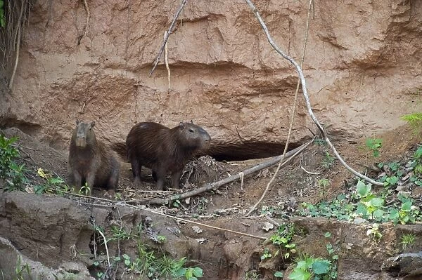 Capybara Hydrochaeris hydrochaeris at clay lick on river bank Tambopata Amazon Peru