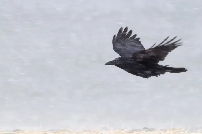 Framed Print : Carrion Crow Corvus corone flying in a blizzard Hokkaido Japan Framed Print : Carrion Crow Corvus corone flying in a blizzard Hokkaido Japan