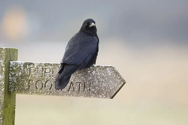 Carrion Crow Corvus corone on footpath sign Northumberland winter