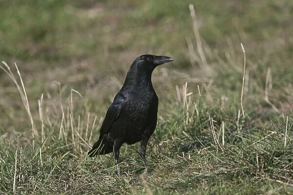Carrion Crow Corvus corone Spain winter