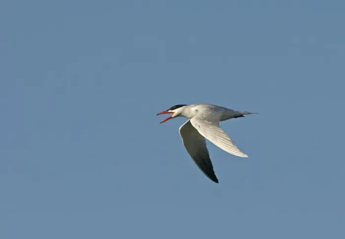 Framed Print : Caspian Tern Sterna caspia Salton Sea California USA April calling Framed Print : Caspian Tern Sterna caspia Salton Sea California USA April calling