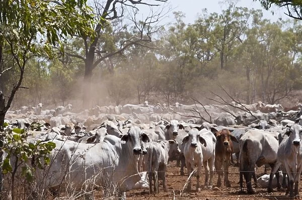Cattle during drought Queensland Australia