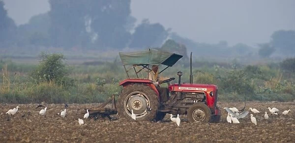 Cattle Egret (Bubulcus ibis) feeding around people working in fields Uttar Pradesh