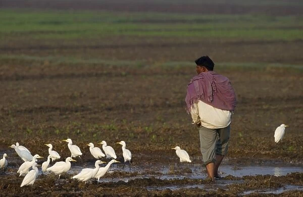 Cattle Egret (Bubulcus ibis) feeding around people working in fields Uttar Pradesh