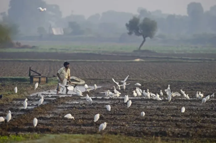 Framed Print : Cattle Egret (Bubulcus ibis) feeding around people working in fields Uttar Pradesh Framed Print : Cattle Egret (Bubulcus ibis) feeding around people working in fields Uttar Pradesh