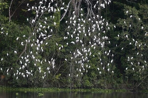 Cattle Egret Bubulus ibis roost in Peten Guatemala