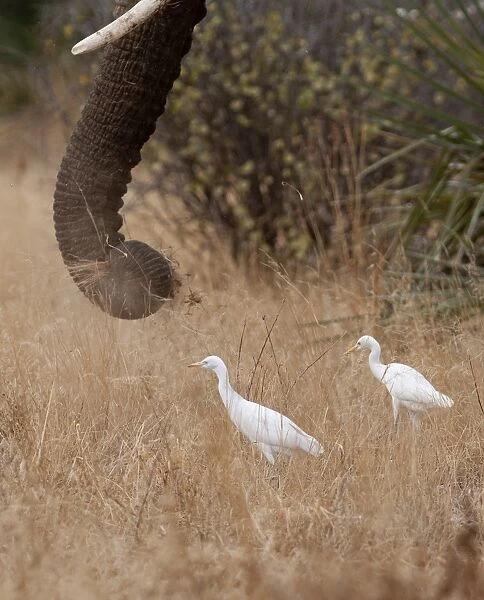 Cattle Egrets Bubulcus ibis feeding around elephants Samburu Kenya