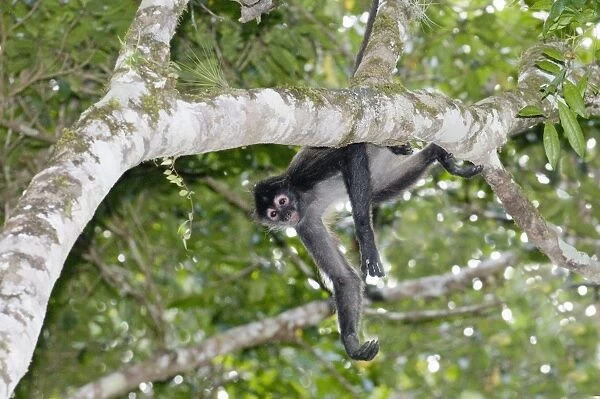 Central American Spider Monkey Ateles geoffroyi Tikal Guatemala