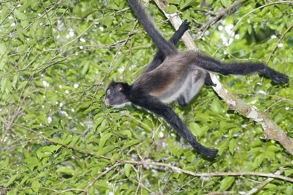 Central American Spider Monkey Ateles geoffroyi swinging through fores Tikal Guatemala
