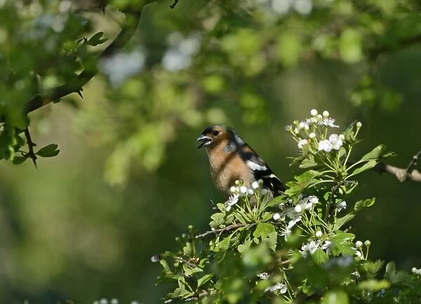 Chaffinch Fringila coelebs male on hawthorn hedge Norfolk May