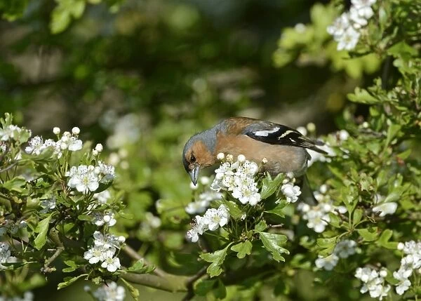 Chaffinch Fringila coelebs male on hawthorn hedge Norfolk May