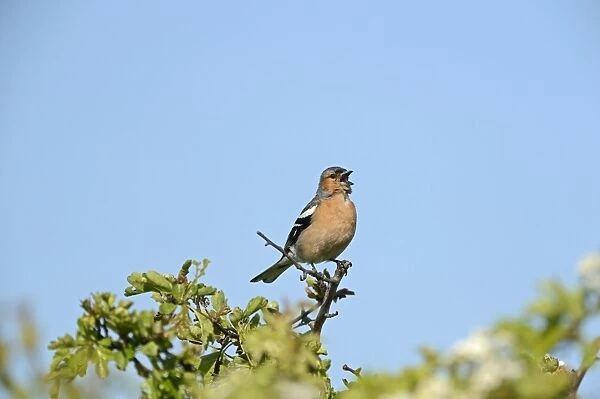Chaffinch Fringila coelebs in song on hawthorn hedge Norfolk May