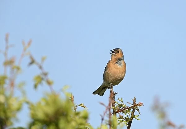 Chaffinch Fringila coelebs in song on hawthorn hedge Norfolk May