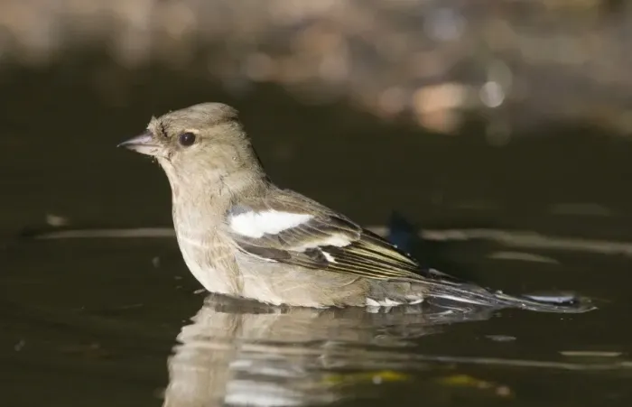 Framed Print : Chaffinch Fringilla coelebs female bathing in puddle Norfolk spring Framed Print : Chaffinch Fringilla coelebs female bathing in puddle Norfolk spring