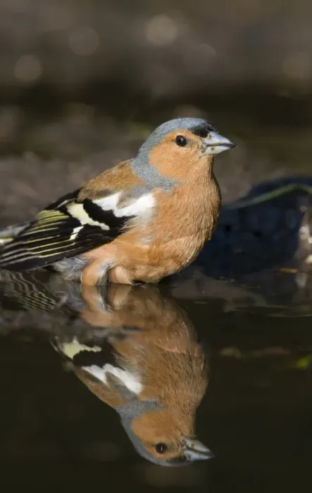 Framed Print : Chaffinch Fringilla coelebs male bathing  /  drinking in puddle Norfolk spring
