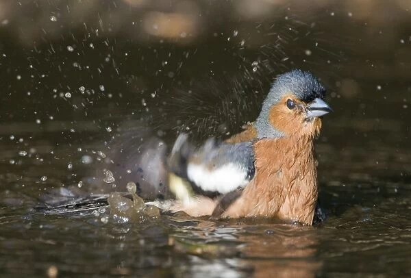 Chaffinch Fringilla coelebs male bathing in puddle Norfolk spring