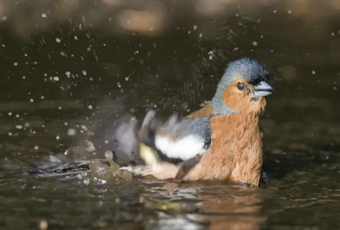 Framed Print : Chaffinch Fringilla coelebs male bathing in puddle Norfolk spring Framed Print : Chaffinch Fringilla coelebs male bathing in puddle Norfolk spring